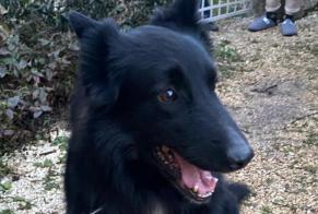 Alerta descoberta Cão cruzamento Macho Taponnat-Fleurignac France