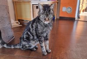 Alerta descoberta Gato cruzamento Desconhecido , 10 anos Chamoson Switzerland