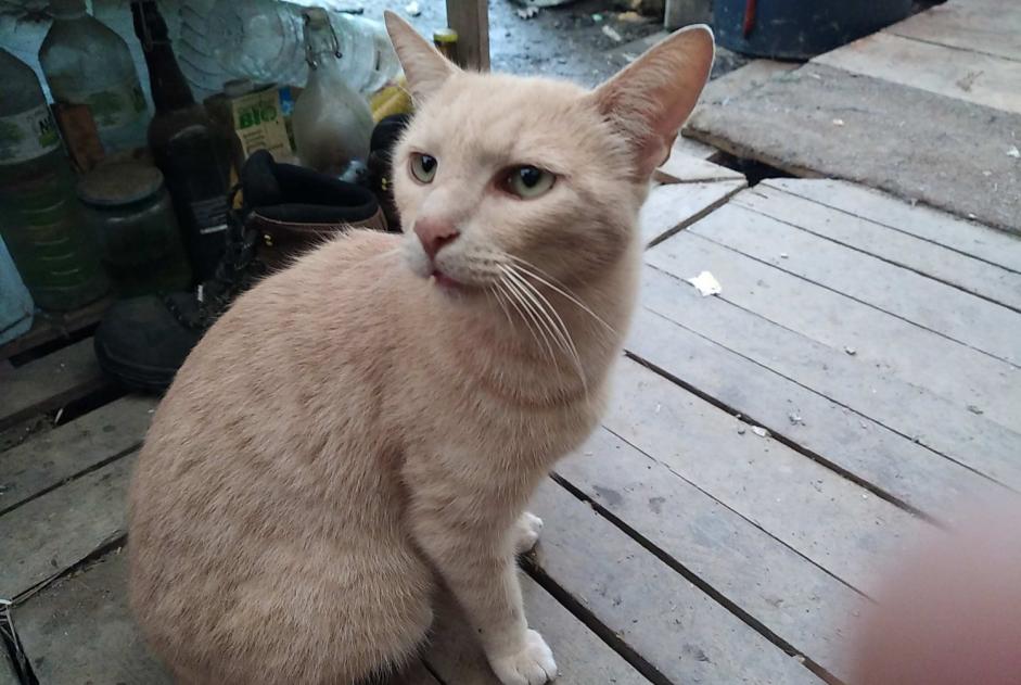 Alerta desaparecimento Gato cruzamento Macho , 5 anos Beaulieu-Sous-Parthenay France