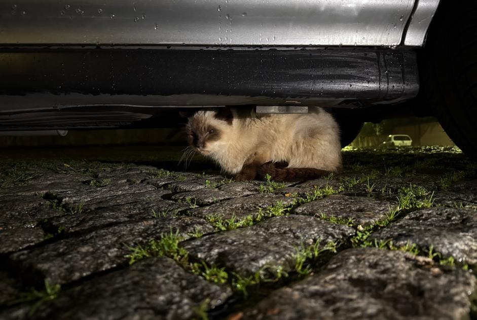 Alerta descoberta Gato  Desconhecido , 3 anos Porto Portugal