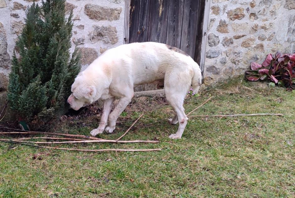 Alerta descoberta Cão Macho Monlet France