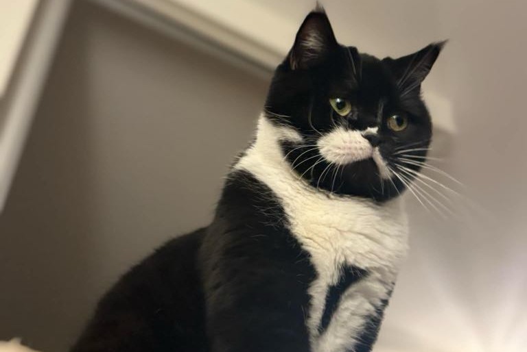 Alerta desaparecimento Gato Macho , 3 anos Besançon France