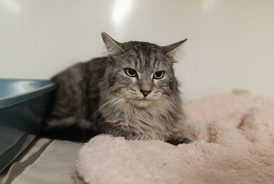 Alerta descoberta Gato Macho Châteaubourg France