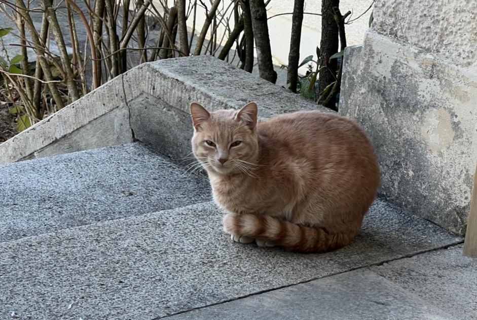 Alerta descoberta Gato Macho Delémont Switzerland