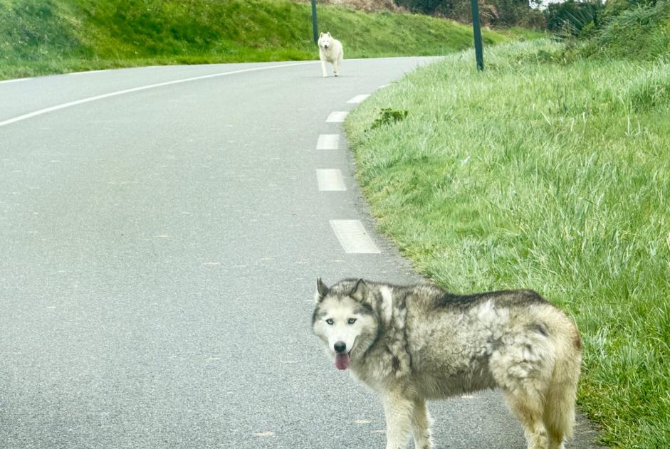 Alerta descoberta Cão  Desconhecido Saint-Laurent-Bretagne France