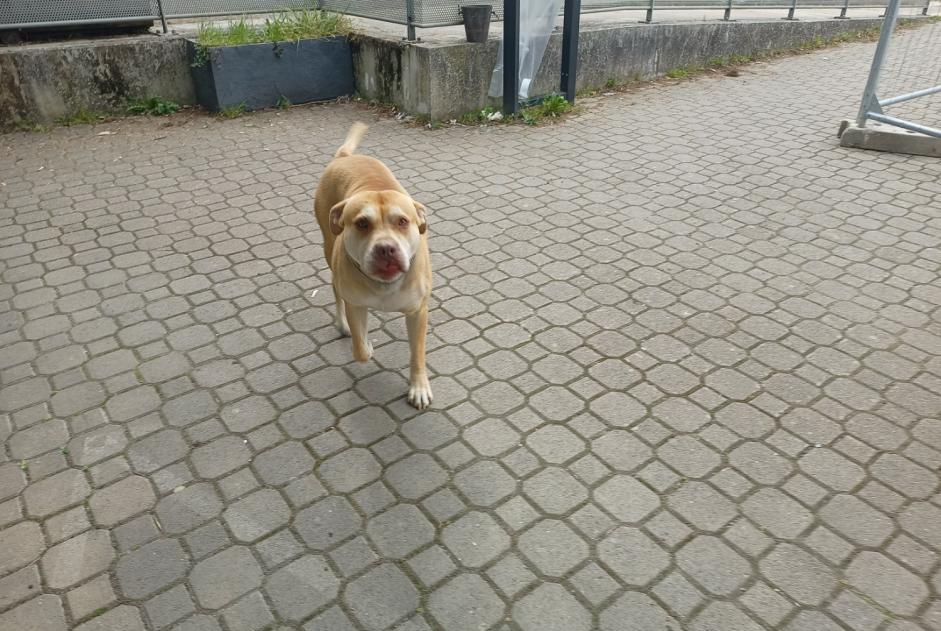 Alerta descoberta Cão Macho Saint-Michel-sur-Orge France